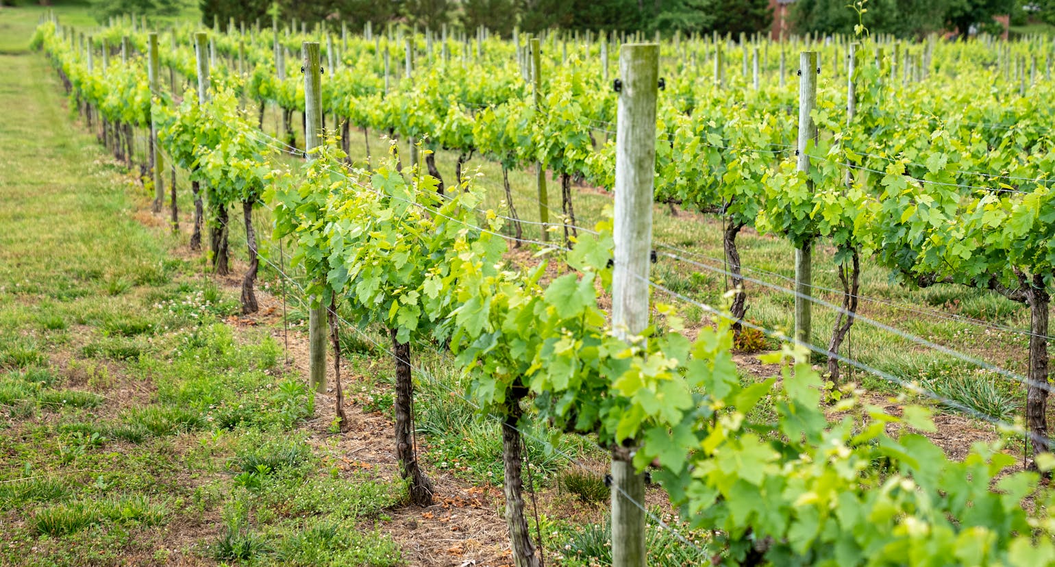 In a move set to redefine the landscape of Australian wine tourism and market integration, Aumake Limited (ASX: AUK)